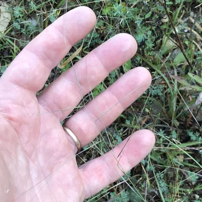 Aristida oligantha, photographed by Summit Metro Parks