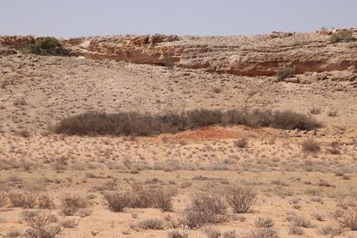 Vachellia hebeclada, photographed by Tony Rebelo