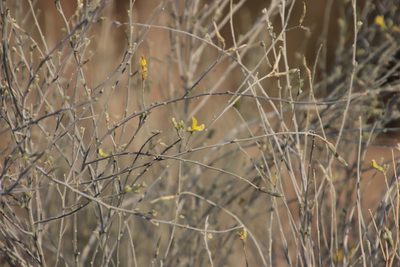 Calobota linearifolia, photographed by Tony Rebelo