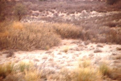Vachellia hebeclada, photographed by Tony Rebelo