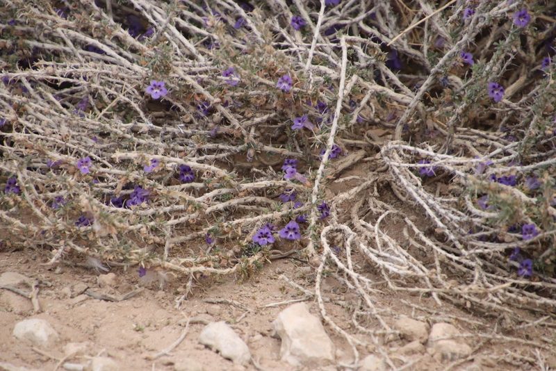 Aptosimum marlothii, photographed by Tony Rebelo