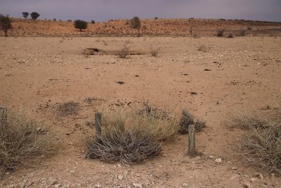 Aptosimum marlothii, photographed by Tony Rebelo