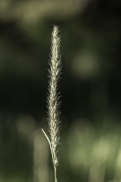 Muhlenbergia alopecuroides, photographed by Craig Martin