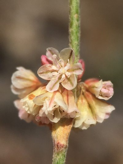 Eriogonum roseum, photographed by Matt Berger
