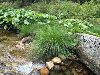 Carex nudata, photographed by Matt Berger