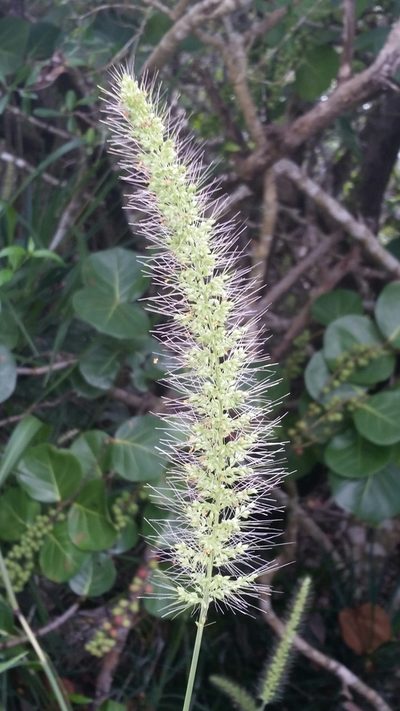 Setaria macrosperma, photographed by Jay Horn