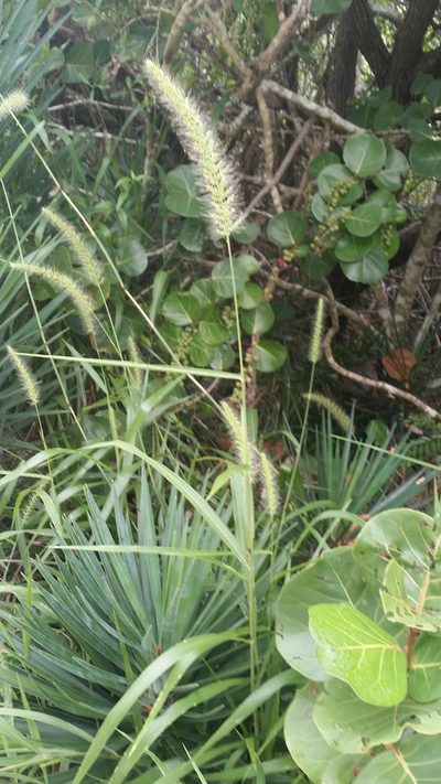 Setaria macrosperma, photographed by Jay Horn
