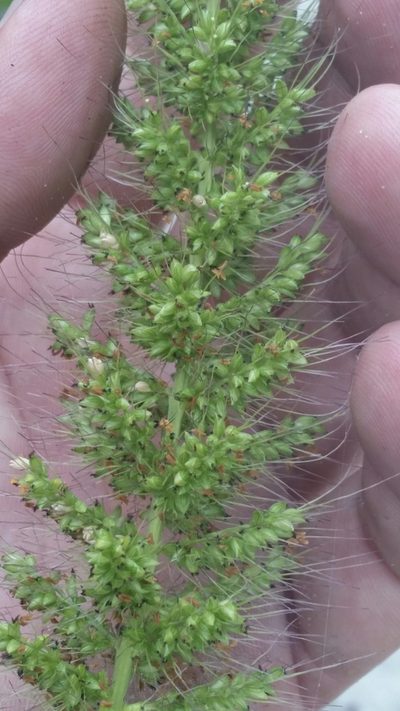 Setaria macrosperma, photographed by Jay Horn
