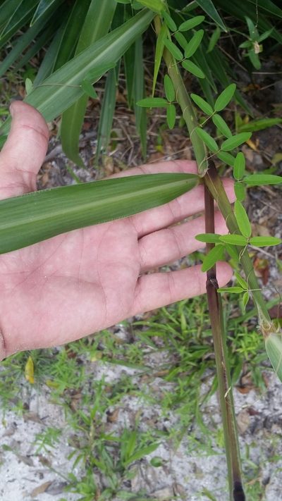 Setaria macrosperma, photographed by Jay Horn