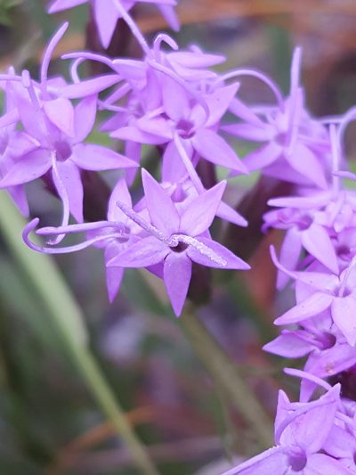 Liatris pauciflora, photographed by Alex Abair