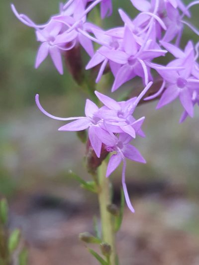 Liatris pauciflora, photographed by Alex Abair