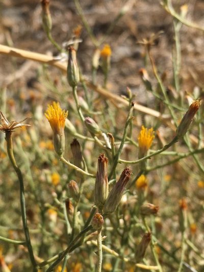 Leucosyris carnosa, photographed by Matt Berger