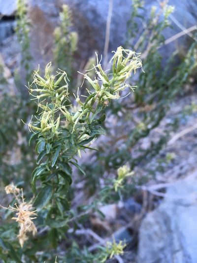 Brickellia longifolia, photographed by Matt Berger