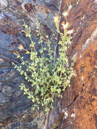 Perityle inyoensis, photographed by Matt Berger