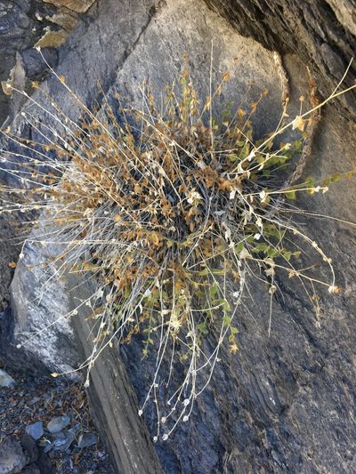 Perityle inyoensis, photographed by Matt Berger