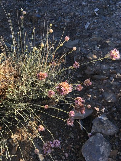 Monardella linoides, photographed by Matt Berger