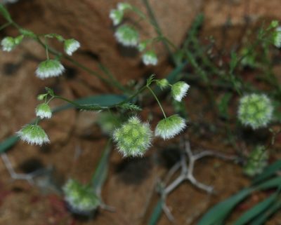 Lagoecia cuminoides, photographed by Sandy Rae