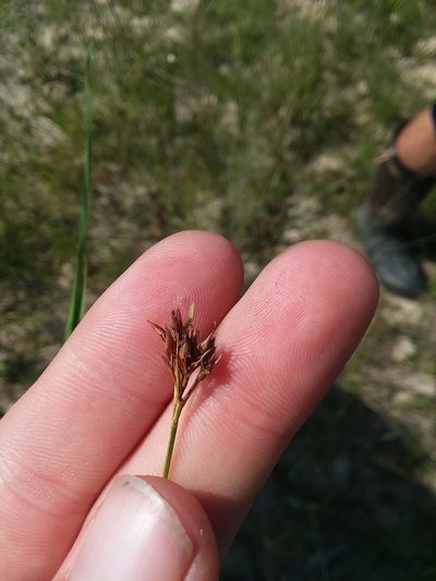 Rhynchospora baldwinii, photographed by Will McFarland