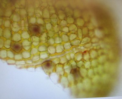 Physcomitrium serratum, photographed by Rafael Medina