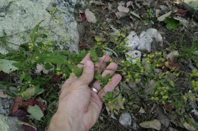 Lysimachia tonsa, photographed by Eric Knight