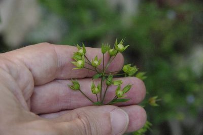 Lysimachia tonsa, photographed by Eric Knight