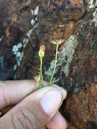Perityle inyoensis, photographed by Matt Berger