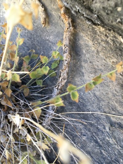 Perityle inyoensis, photographed by Matt Berger