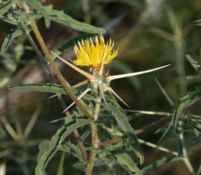 Centaurea hyalolepis, photographed by Sandy Rae