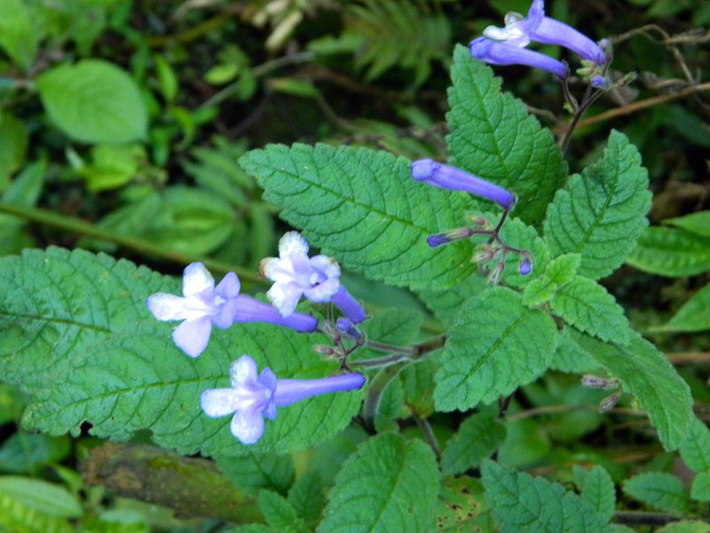 Streptocarpus hilsenbergii, photographed by Louis Imbeau
