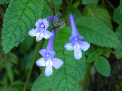 Streptocarpus hilsenbergii, photographed by Louis Imbeau