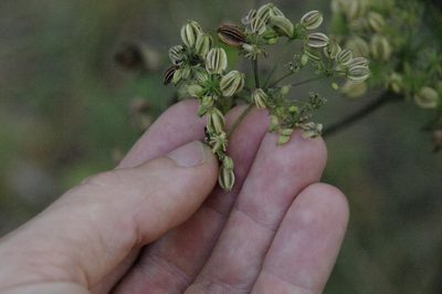 Thaspium barbinode, photographed by Eric Knight
