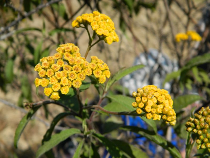 Psiadia salviifolia, photographed by Louis Imbeau