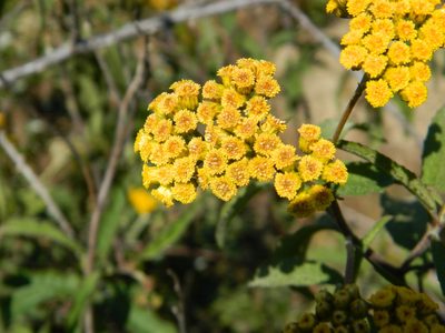 Psiadia salviifolia, photographed by Louis Imbeau