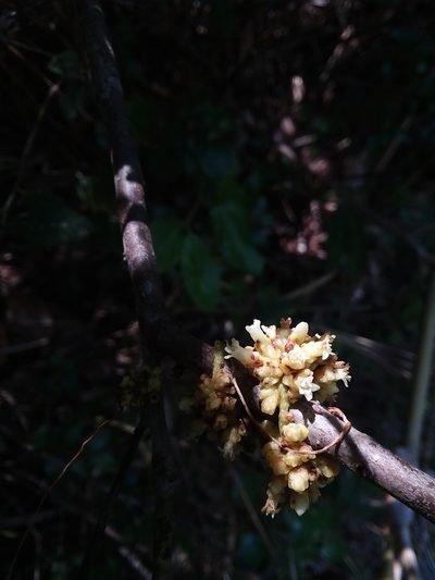 Cuscuta compacta, photographed by Will McFarland
