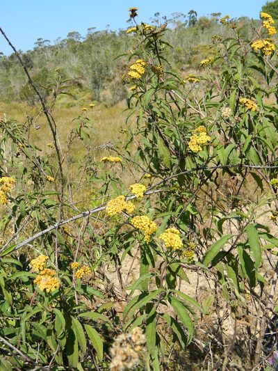 Psiadia salviifolia, photographed by Louis Imbeau