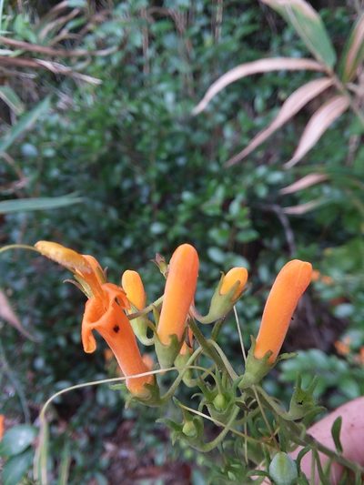 Macranthera flammea, photographed by Will McFarland