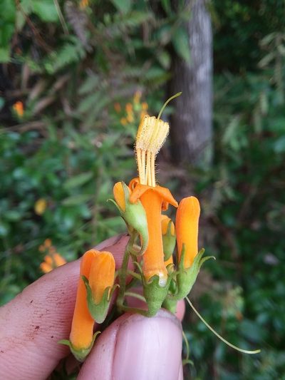 Macranthera flammea, photographed by Will McFarland