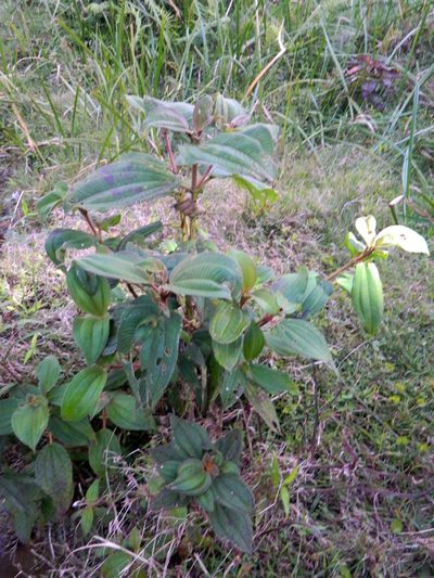 Dichaetanthera cordifolia, photographed by Louis Imbeau