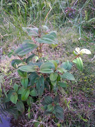 Dichaetanthera cordifolia, photographed by Louis Imbeau