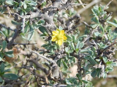 Sericodes greggii, photographed by Norma Piedra