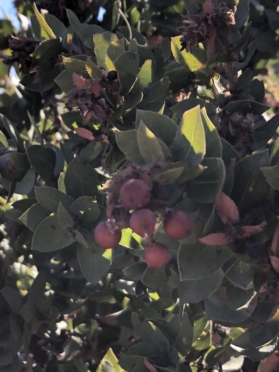 Arctostaphylos refugioensis, photographed by paulexcoff