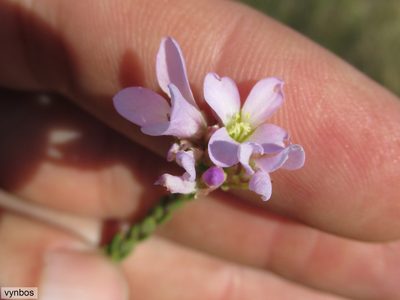 Heliophila dregeana, photographed by Chris Vynbos