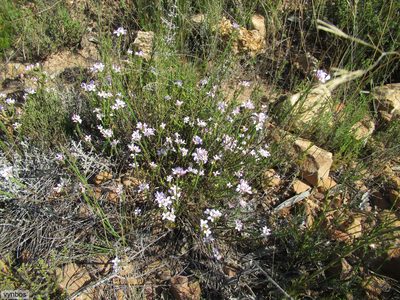 Heliophila dregeana, photographed by Chris Vynbos