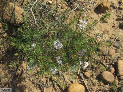 Agathosma bisulca, photographed by Chris Vynbos