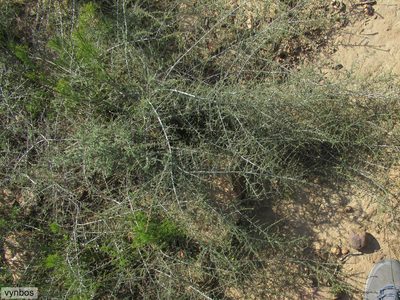 Aspalathus acifera, photographed by Chris Vynbos