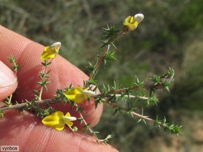 Aspalathus acifera, photographed by Chris Vynbos