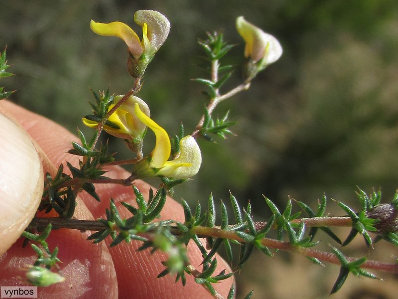Aspalathus acifera, photographed by Chris Vynbos