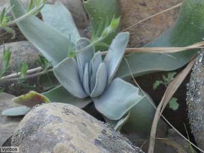 Crassula tomentosa, photographed by Chris Vynbos