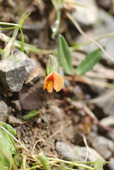 Zornia reticulata, photographed by Carlos Martorell