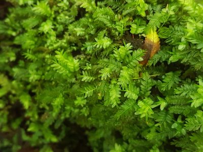 Rhizogonium distichum, photographed by Emily Roberts